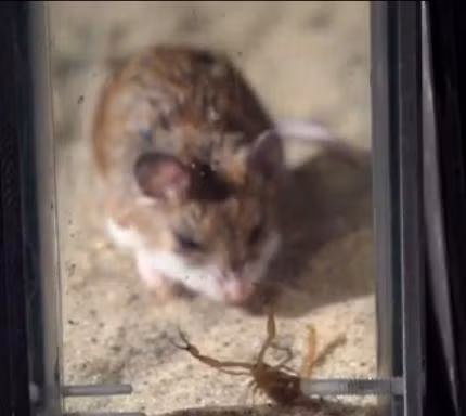 Trái với bản tính nhanh nhẹn, con chuột này chậm rãi tiến tới con mồi.