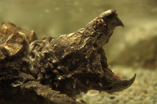 Sông Hằng (Ấn Độ) nổi tiếng với tục lệ thủy táng của người theo đạo Hindu, đưa những người thân yêu đã khuất an nghỉ trong làn nước mát. Tuy nhiên, đây lại trở thành món ăn của loài rùa snapping (tên khoa học là Chelydra serpentina).