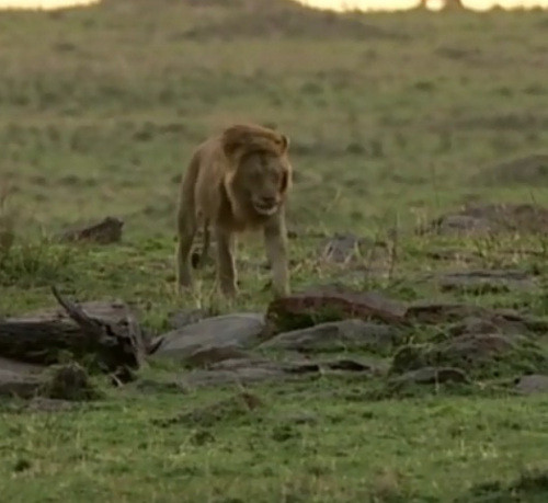 Đột nhiên, một con sư tử đi ngang qua và nhìn thấy đàn báo.