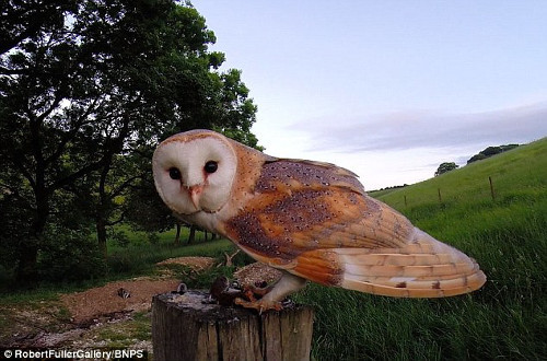 Và một tư thế cận cảnh rất nét.