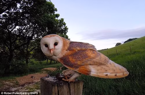 Và một tư thế cận cảnh rất nét.