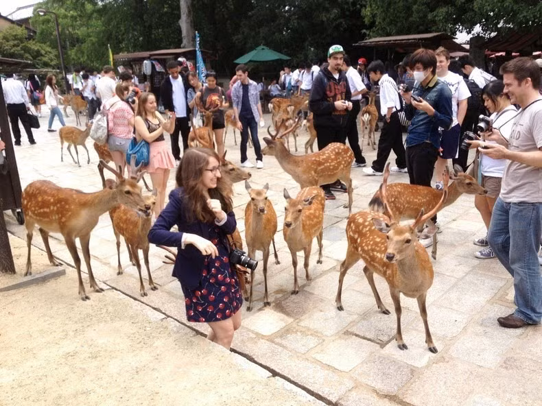 1200 con hươu tập trung chủ yếu bên trong Công viên Nara, nhưng một số con vẫn đi lạc vào các đường phố, nhà hàng, nhà vệ sinh công cộng, gặm gặm quần áo hay nhai ví của các du khách nhằm tìm kiếm thức ăn.