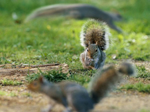  Sóc có thể phân biệt được thức ăn nào bảo quản được lâu. Sóc xám có thể nhận biết sự khác biệt về tính chất giữa sồi trắng và sồi đỏ.