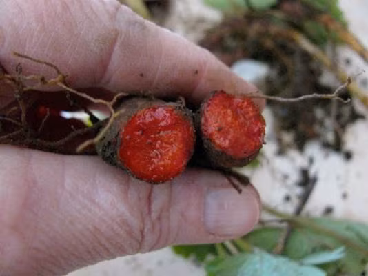 Tuy nhiên, điểm đặc biệt ở loài cây này chính là bộ rễ khi cắt ra có màu đỏ như máu, khiến chúng có tên gọi như trên.