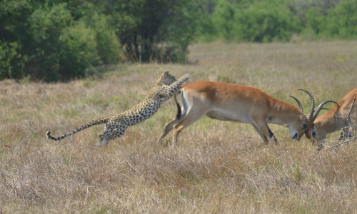 Con linh dương mải đùa với bạn không hề hay biết bị báo tấn công từ phía sau.