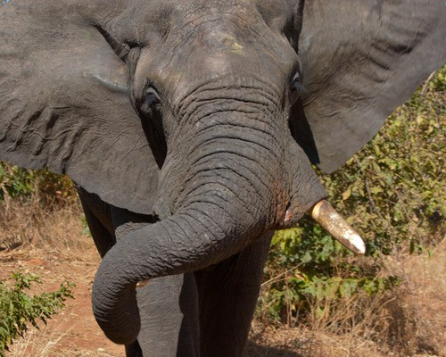 Với một chút huấn luyện, voi sẽ trở thành “bảo vệ” đắc lực cho các trùm ma túy trong việc bảo vệ lãnh thổ và “dạy dỗ” những kẻ xâm lấn một bài học thích đáng.