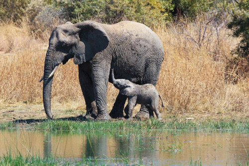 Voi mẹ và voi con cùng đi dạo ở Vườn quốc gia Pilanesberg, Nam Phi.