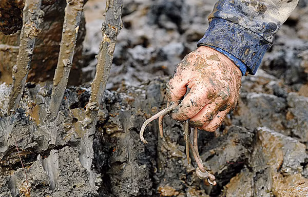 Giun có khả năng làm tơi xốp đất hiệu quả nên được sử dụng như một loại phân bón thân thiện với môi trường.