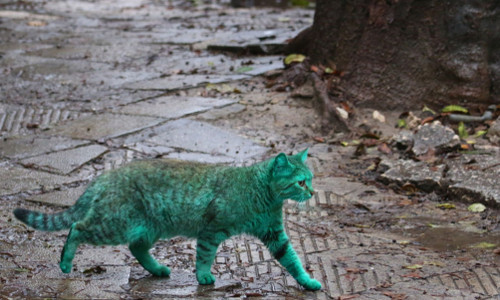 Con mèo có bộ lông màu xanh ngọc bích lang thang trên các con phố của thành phố biển Varna, Bulgaria, thu hút sự tò mò của nhiều người.