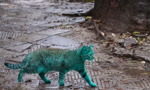 Con mèo có bộ lông màu xanh ngọc bích lang thang trên các con phố của thành phố biển Varna, Bulgaria, thu hút sự tò mò của nhiều người.