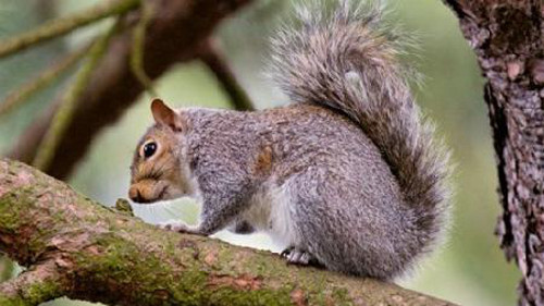  Sóc biết cách làm món nấm khô. Các loài sóc đỏ biết cách treo những cây nấm lên cành cây để cho nấm khô. Bằng cách này, chúng có thể giữ được nấm suốt cả mùa đông để ăn dần.