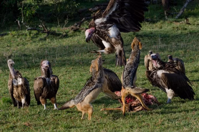 Trên vùng Maasai Mara (Kenya), cặp vợ chồng chó rừng lưng đen phải đương đầu với cả đàn kền kền háu đói để giữ được miếng ăn.