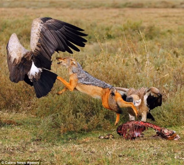 Đằng trước đằng sau chó rừng đều có địch thủ tấn công dồn dập, hung bạo. Thường xuyên tìm kiếm và ăn xác thối nên những cuộc đụng độ giữa hai loài này liên tục xảy ra.