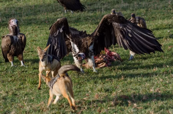 Đến hiệp 2, kền kền dường như đã dành được ưu thế. Chó rừng lưng đen thường đi săn theo cặp hoặc thành từng nhóm nhỏ.