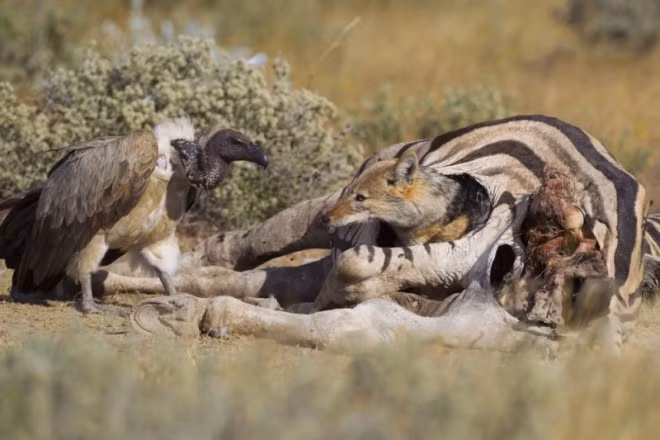 Kền kền thèm thuồng muốn được chia sẻ vài miếng thịt ngựa vằn nhưng có vẻ con chó rừng này nhất quyết không cho. (Ảnh chụp tại công viên quốc gia Etosha ở Namibia).