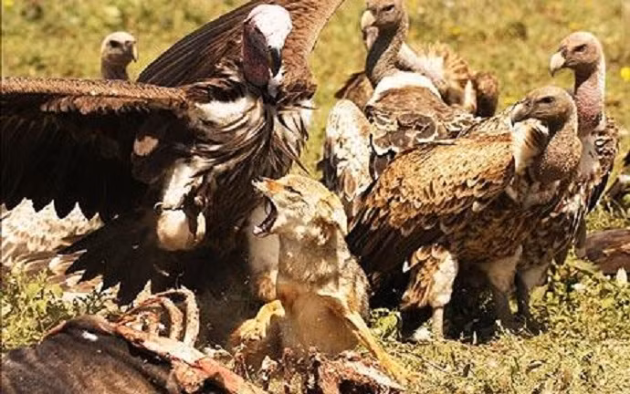 Một đàn khoảng 30 con kền kền vây kín xung quanh một con chó để tranh giành miếng mồi dê rừng.