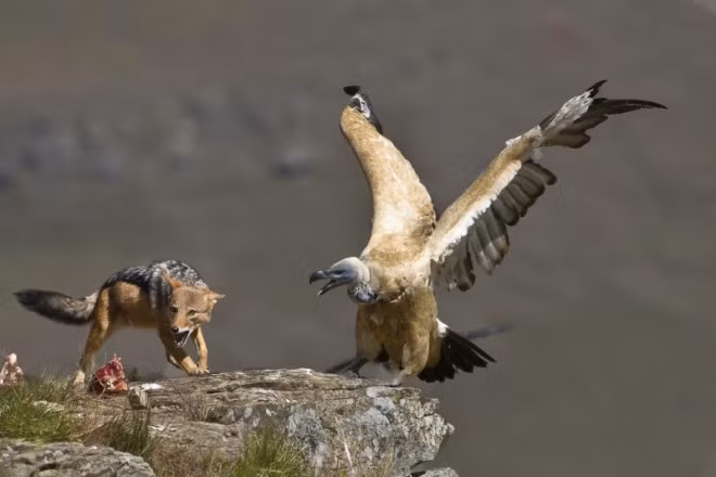 Ngay trên một mỏm đá cheo leo của vùng Castle Giant, Nam Phi...