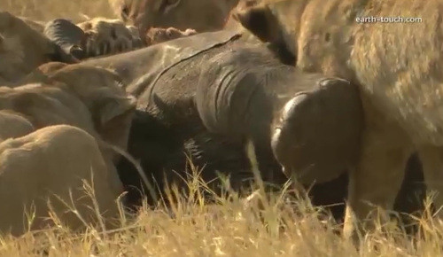 Con thì làm thịt cái chân.