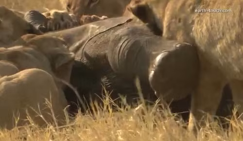 Con thì làm thịt cái chân.