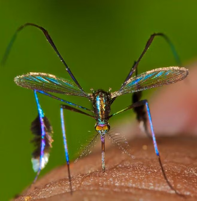 Đây là hình chụp một con đực của loài muỗi có tên khoa học là Sabethes cyaneus hay còn được mệnh danh là “Ác quỷ đẹp trai”.