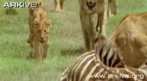 Lúc sau cả bầy sư tử kéo đến.