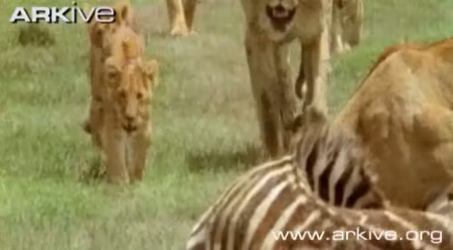 Lúc sau cả bầy sư tử kéo đến.