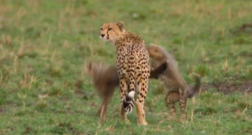 Lúc sau, báo mẹ chạy về bên đàn báo con nhưng không quên đề phòng sư tử.