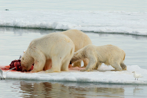 Chính vì vậy, chúng phải tích cức ăn mồi và ăn liên tục.
