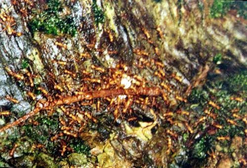 Nơi nào kiến quân đội đi qua, nơi đó giống như vừa trải qua một trận càn quét khủng khiếp.