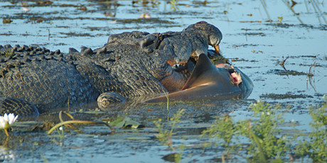 Một con cá mập bò đi lạc vào sông trở thành mồi ngon cho những kẻ háu đói.