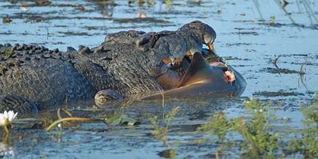 Một con cá mập bò đi lạc vào sông trở thành mồi ngon cho những kẻ háu đói.