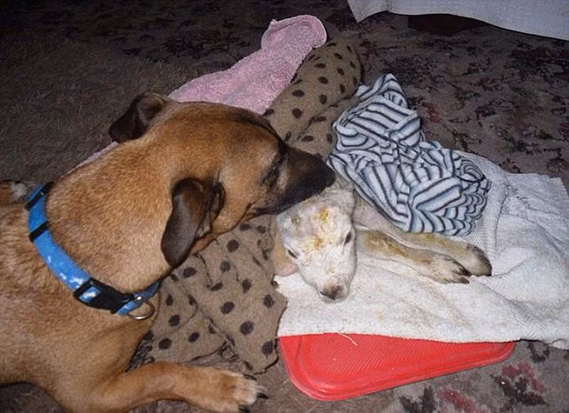 Từ bé, Keith đã được những con chó khác quan tâm, chăm sóc.