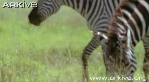 ... thì bắt gặp đàn ngựa vằn đang tha thẩn ăn cỏ...