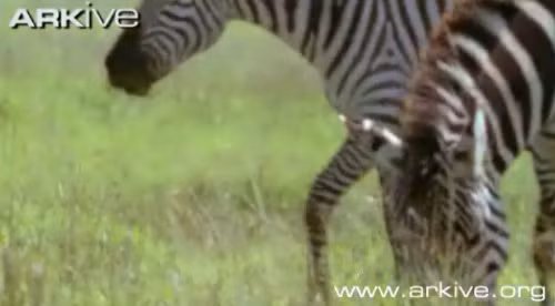 ... thì bắt gặp đàn ngựa vằn đang tha thẩn ăn cỏ...