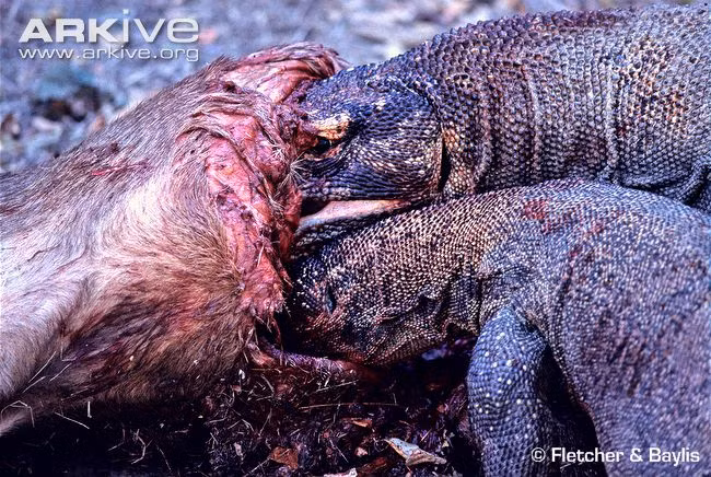 Rồng Komodo là loài rất háu ăn. Chúng có thể tiêu thụ một lượng thức ăn bằng 80% trọng lượng cơ thể của mình cùng một lúc.