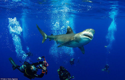 Cả nhóm thợ lặn cứ bơi xung quanh cá mập.