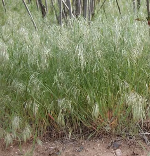 Cỏ cheatgrass cũng đang hoành hành khắp miền Tây nước Mỹ, làm thay đổi hệ sinh thái, khiến những vụ cháy rừng xảy ra thường xuyên hơn, nghiêm trọng hơn và thường là loài mọc lại đầu tiên sau cháy.