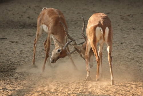 Hai chú linh dương đấu sừng tại vườn thú Lucknow Zoological, Ấn Độ.