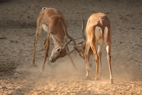 Hai chú linh dương đấu sừng tại vườn thú Lucknow Zoological, Ấn Độ.