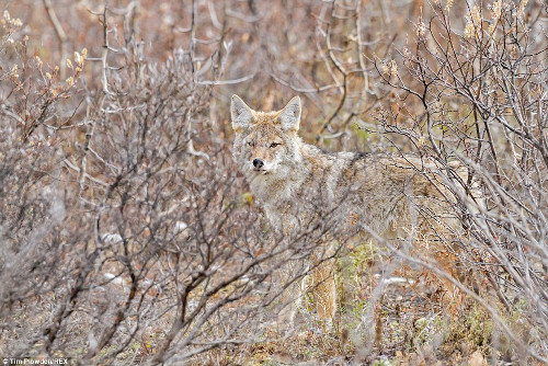 Chú chó sói đồng cỏ này dường như biết dừng lại để được chụp ảnh.
