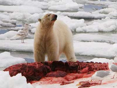 Thời tiết khắc nghiệt của vùng Bắc cực buộc gấu phải tích trữ càng nhiều mỡ càng tốt.