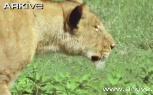 Con sư tử đói bụng đang đi săn mồi...