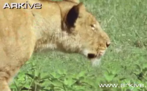 Con sư tử đói bụng đang đi săn mồi...
