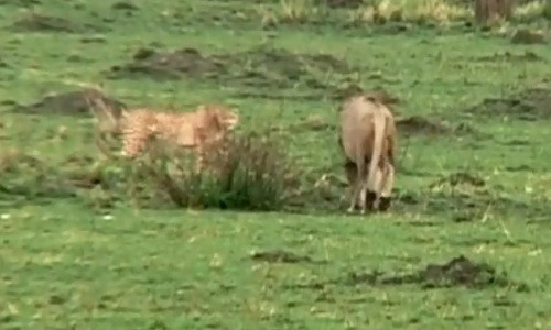 ... chạy ra trước mặt nhằm dụ con sư tử về phía mình.