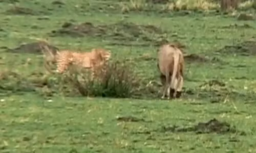 ... chạy ra trước mặt nhằm dụ con sư tử về phía mình.