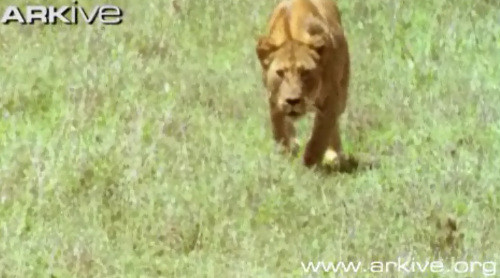 Thế là nó bắt đầu rình...