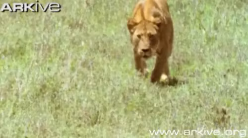 Thế là nó bắt đầu rình...