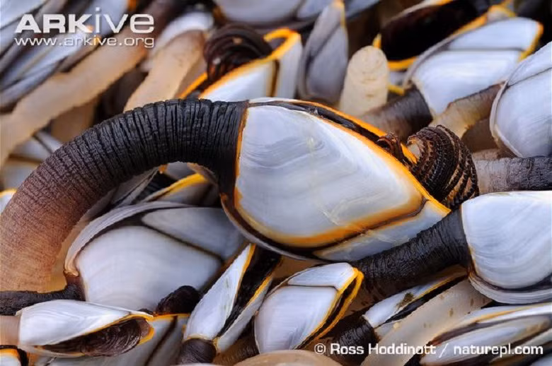 Nếu như màu sắc vỏ hàu khiến người ta thích thú thì những chiếc xúc tu lại gây cảm tưởng chúng có họ hàng với bạch tuộc hoặc mực.