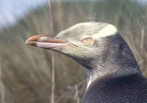 Chim cánh cụt mắt vàng, có nguồn gốc từ New Zealand, là loài chim cánh cụt hiếm nhất và kỳ lạ nhất trên thế giới. Nó có thể lặn sâu 120m, thích ăn ở nơi xa bờ tới hơn 30km và làm tổ trong rừng chứ không phải trên bãi biển.