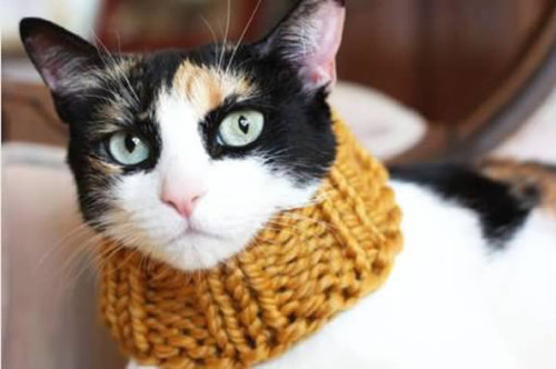 Và mèo con sẽ bị cảm lạnh nếu không quàng khăn len